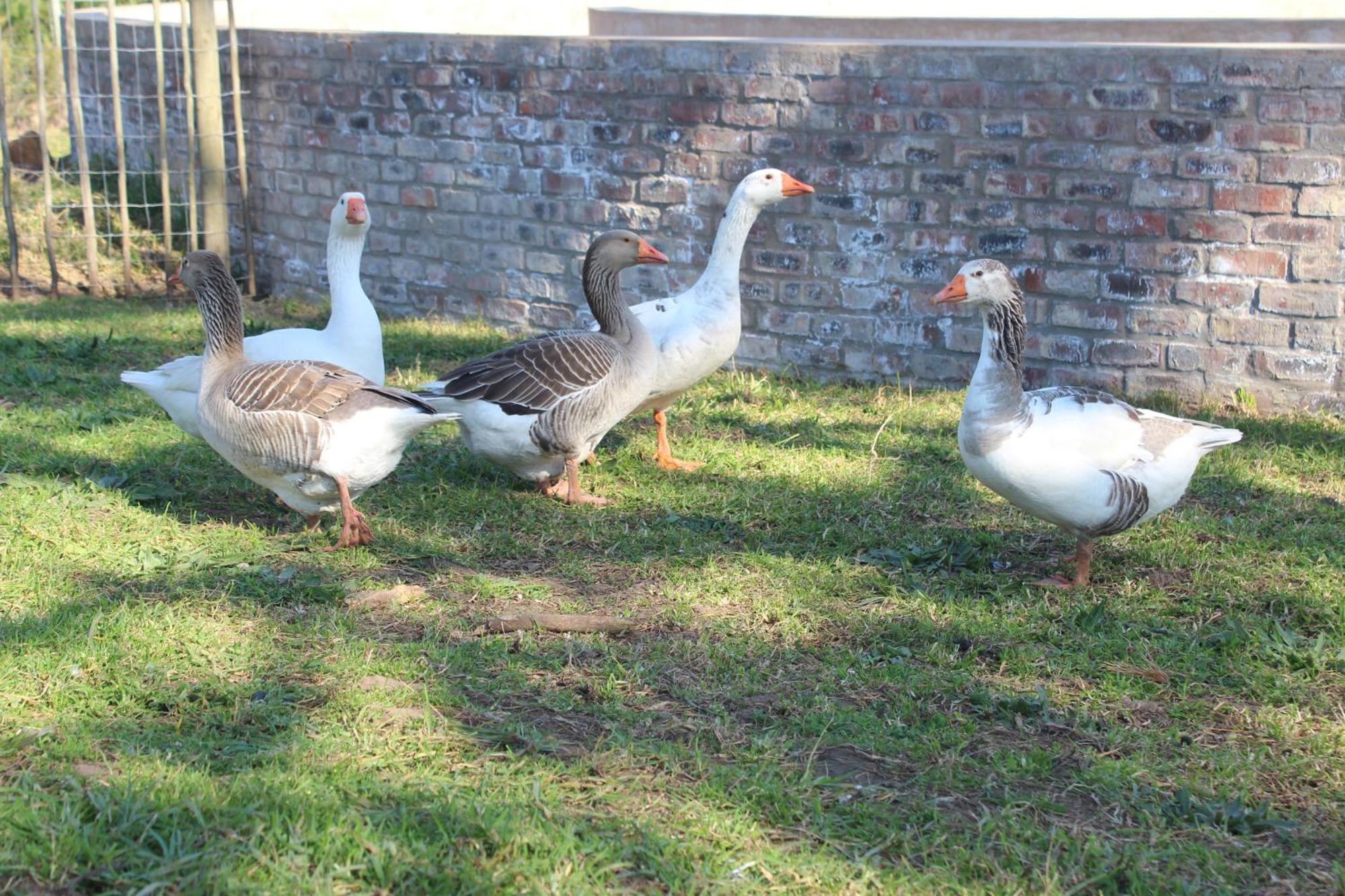 Appartamento Dunkes Organic Equestrian Estate George Esterno foto