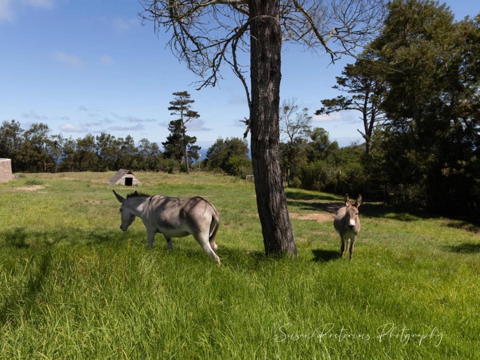 Appartamento Dunkes Organic Equestrian Estate George Esterno foto
